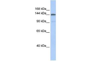 WB Suggested Anti-COL1A2 Antibody Titration: 0. (COL1A2 anticorps  (Middle Region))