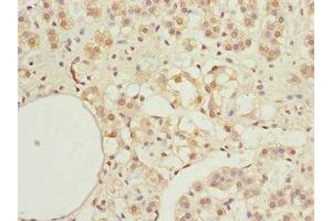 Immunohistochemistry of paraffin-embedded human adrenal gland tissue using ABIN7156132 at dilution of 1:100 (KPNA6 anticorps  (AA 277-536))