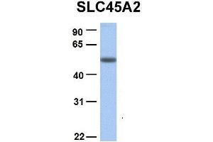 Host:  Rabbit  Target Name:  SLC45A2  Sample Type:  Human Adult Placenta  Antibody Dilution:  1.