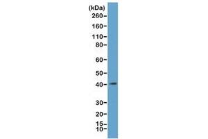Western blot of acid extracts from K562 cells, using recombinant MacroH2A. (Recombinant H2AFY anticorps  (C-Term))