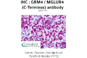 Image no. 2 for anti-Glutamate Receptor, Metabotropic 4 (GRM4) (C-Term) antibody (ABIN1735271) (Metabotropic Glutamate Receptor 4 anticorps  (C-Term))