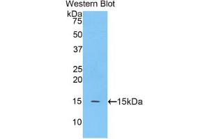 Western blot analysis of the recombinant protein. (MGEA5 anticorps  (AA 695-814))