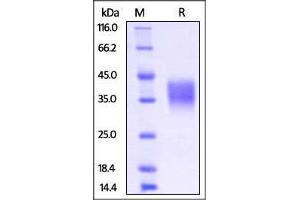 Mouse Fc gamma RIIB / CD32b, His Tag on SDS-PAGE under reducing (R) condition.