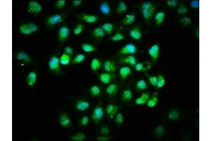 Immunofluorescence staining of Hela cells with ABIN7156000 at 1:166, counter-stained with DAPI.