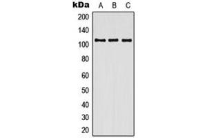 Western blot analysis of Contactin 3 expression in HEK293T (A), SP2/0 (B), H9C2 (C) whole cell lysates. (CNTN3 anticorps  (Center))