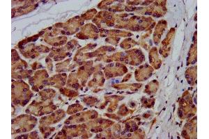 IHC image of ABIN7174292 diluted at 1:200 and staining in paraffin-embedded human pancreatic tissue performed on a Leica BondTM system. (USP24 anticorps  (C-Term))