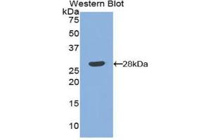 Western Blotting (WB) image for anti-Angiopoietin 1 (ANGPT1) (AA 266-497) antibody (ABIN1171916) (Angiopoietin 1 anticorps  (AA 266-497))