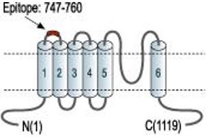 Representative domain view of the target of ABIN7581995.
