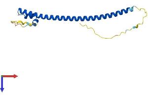 AlphaFold protein structure predicition of Mouse Recombinant Mafk Protein, UniprotID Q61827