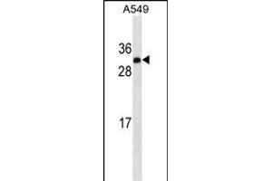 IGF2 Antibody ABIN1539926 western blot analysis in A549 cell line lysates (35 μg/lane). (IGF2 anticorps  (AA 39-68))