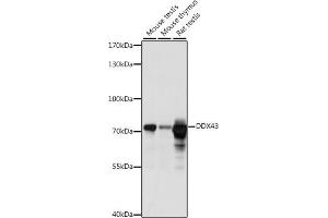 Western blot analysis of extracts of various cell lines, using DDX43 antibody (ABIN7266697) at 1:1000 dilution. (DDX43 anticorps  (AA 429-648))