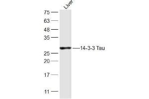Rat Liver lysates probed with 14-3-3 Tau Polyclonal Antibody, Unconjugated  at 1:300 dilution and 4˚C overnight incubation. (14-3-3 theta anticorps  (AA 31-130))