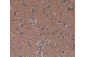 Used in DAB staining on fromalin fixed paraffin- embedded brain tissue (GNaZ anticorps  (AA 2-219))