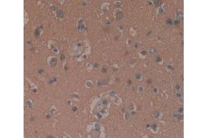 Used in DAB staining on fromalin fixed paraffin- embedded brain tissue (GNaZ anticorps  (AA 2-219))