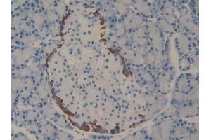 Detection of PDL2 in Rat Pancreas Tissue using Polyclonal Antibody to Programmed Cell Death Protein 1 Ligand 2 (PDL2) (PDCD1LG2 anticorps  (AA 21-268))
