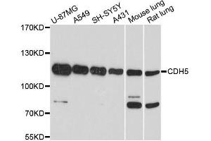 Western blot analysis of extracts of various cell lines, using CDH5 antibody.