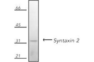 Western blot analysis of human Jurkat cell lysate, probed with Syntaxin 2 pAb. (STX2 anticorps  (N-Term))