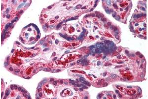 Human Placenta (formalin-fixed, paraffin-embedded) stained with ORAI2 antibody ABIN214005 at 5 ug/ml followed by biotinylated goat anti-rabbit IgG secondary antibody ABIN481713, alkaline phosphatase-streptavidin and chromogen. (ORAI2 anticorps  (C-Term))