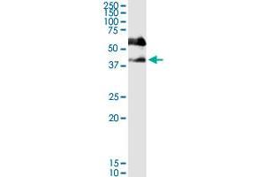 SERPINB1 MaxPab rabbit polyclonal antibody.