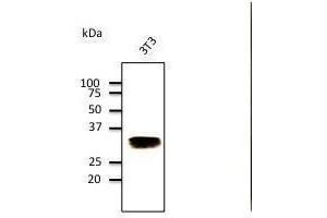 Anti-Rabll Ab at 1/500 dilution, Hepa cell line lysates at 100 µg per Iane, rabbit polyclonal to goat lµg (HRP) at 1/10,000 dilution,
