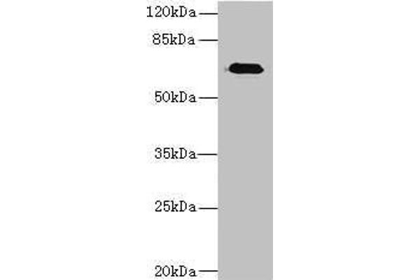 Calpain 6 anticorps  (AA 195-494)