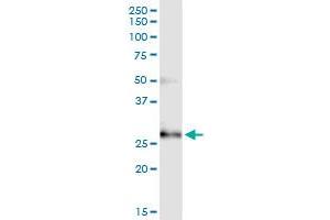Immunoprecipitation of CCBE1 transfected lysate using anti-CCBE1 MaxPab rabbit polyclonal antibody and Protein A Magnetic Bead , and immunoblotted with CCBE1 purified MaxPab mouse polyclonal antibody (B01P) .