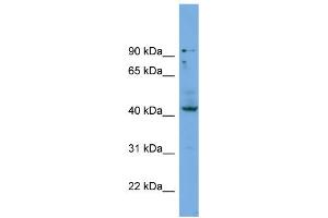 WB Suggested Anti-HOXB3  Antibody Titration: 0. (HOXB3 anticorps  (Middle Region))