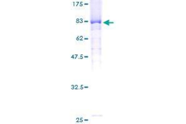 FBXW11 Protein (AA 1-529) (GST tag)