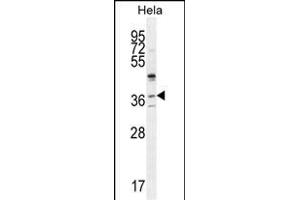 SELV Antibody (C-term) (ABIN655287 and ABIN2844877) western blot analysis in Hela cell line lysates (35 μg/lane). (Selenoprotein V anticorps  (C-Term))