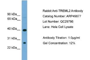 WB Suggested Anti-TREML2  Antibody Titration: 0.