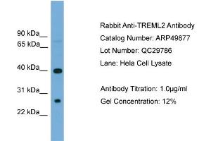 WB Suggested Anti-TREML2  Antibody Titration: 0.