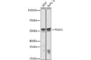 Western blot analysis of extracts of various cell lines, using TE Rabbit mAb (ABIN7270753) at 1:3000 dilution. (TEAD1 anticorps)