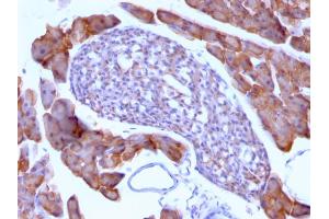 Formalin-fixed, paraffin-embedded Mouse Pancreas stained with ODC1 Mouse Monoclonal Antibody (ODC1/485).
