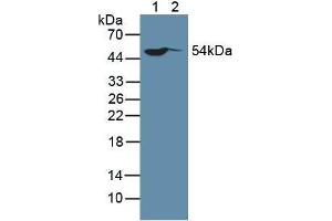 Western blot analysis of (1) Human HeLa cells and (2) Human MCF-7 Cells. (SP100 anticorps  (AA 610-802))
