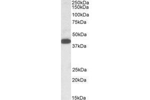 Image no. 1 for anti-alpha-1,4-N-Acetylglucosaminyltransferase (A4GNT) (AA 317-330) antibody (ABIN466853)