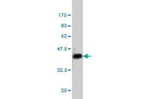 Western Blot detection against Immunogen (36.