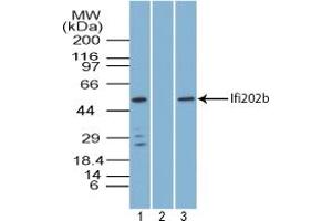 Image no. 1 for anti-Interferon Activated Gene 202B (Ifi202b) (AA 250-300) antibody (ABIN960219) (Ifi202b anticorps  (AA 250-300))