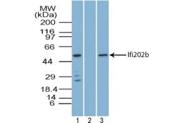 Ifi202b anticorps  (AA 250-300)