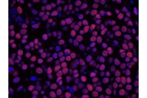 Immunofluorescence (IF) image for anti-Histone Deacetylase 2 (HDAC2) (C-Term) antibody (ABIN7448973) (HDAC2 anticorps  (C-Term))