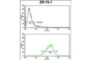 COX6A1 Antibody (Center) (ABIN653100 and ABIN2842691) FC analysis of ZR-75-1 cells (bottom histogram) compared to a negative control cell (top histogram).