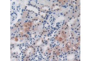 Used in DAB staining on fromalin fixed paraffin- embedded Kidney tissue (LRRC32 anticorps  (AA 162-405))