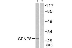 Western Blotting (WB) image for anti-SUMO/sentrin Specific Peptidase Family Member 8 (SENP8) (C-Term) antibody (ABIN1848850) (SENP8 anticorps  (C-Term))