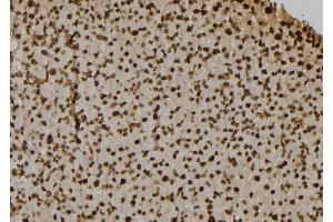 ABIN6268664 at 1/100 staining Rat liver tissue by IHC-P.