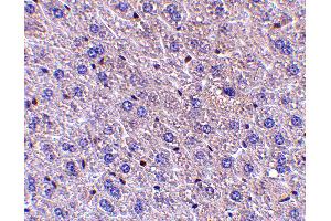 Immunohistochemistry (IHC) image for anti-Fem-1 Homolog B (FEM1B) (C-Term) antibody (ABIN1030384) (FEM1B anticorps  (C-Term))