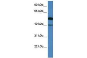 Image no. 1 for anti-Chromosome 9 Open Reading Frame 64 (C9orf64) (AA 45-94) antibody (ABIN6746561)