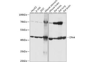 Western blot analysis of extracts of various cell lines, using CP antibody (ABIN7266080) at 1:1000 dilution. (CPA4 anticorps  (AA 114-280))