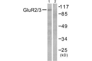 Western Blotting (WB) image for anti-Glutamate Receptor, Ionotropic, AMPA 2/3 (GRIA2/3) (C-Term) antibody (ABIN1848570) (mGluR2/3 anticorps  (C-Term))