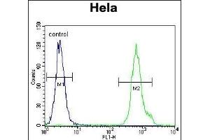 LRRC45 Antibody (C-term) (ABIN655315 and ABIN2844894) flow cytometric analysis of Hela cells (right histogram) compared to a negative control cell (left histogram). (LRRC45 anticorps  (C-Term))