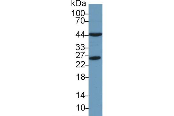 Peroxiredoxin 6 anticorps  (AA 1-224)
