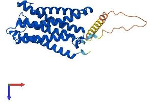 Cytochrome B Reductase 1 (CYBRD1) (AA 1-286) protein (His tag)